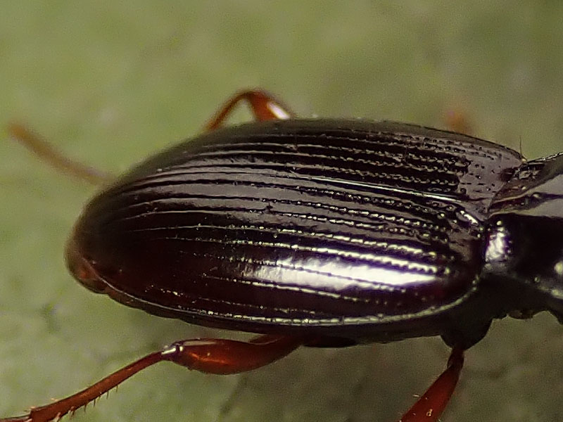 Carabidae da identificare: Patrobus atrorufus